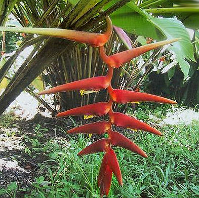 (image for) Heliconia Seeds \'Sclerotricha\' (5 Seeds)